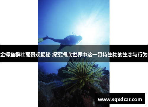 金镖鱼群壮丽景观揭秘 探索海底世界中这一奇特生物的生态与行为